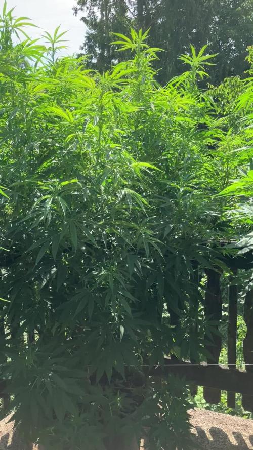 Fruit Bomb Punch Outdoor - 26