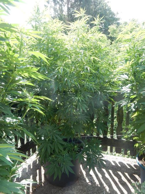 Fruit Bomb Punch Outdoor - 26. Week 15