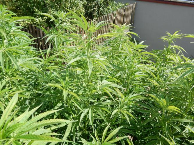 Fruit Bomb Punch Outdoor - 26. Week 15