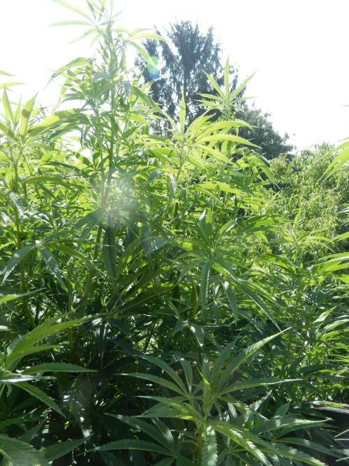 Fruit Bomb Punch Outdoor - 26. Week 15