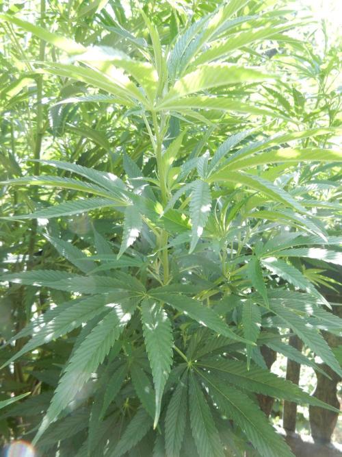 Fruit Bomb Punch Outdoor - 26. Week 15