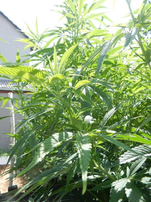 Fruit Bomb Punch Outdoor - 26. Week 15