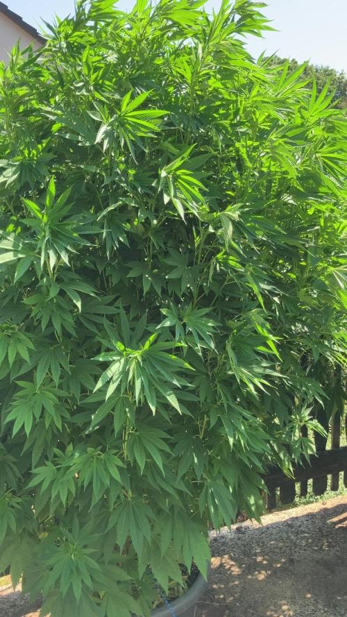 Blueberry - Outdoor 26
