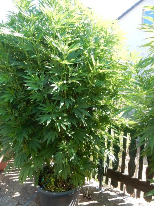 Blueberry - Outdoor 26. Week 16