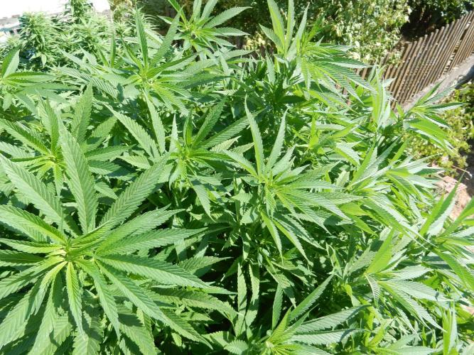 Blueberry - Outdoor 26. Week 16