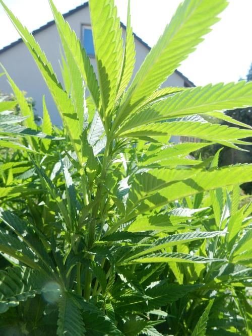 Blueberry - Outdoor 26. Week 16
