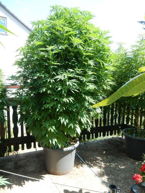 Blueberry - Outdoor 26. Week 16
