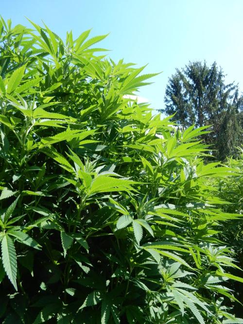 Blueberry - Outdoor 26. Week 16