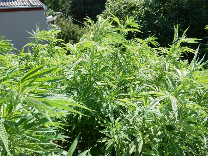 Fruit Bomb Punch Outdoor - 26. Week 16