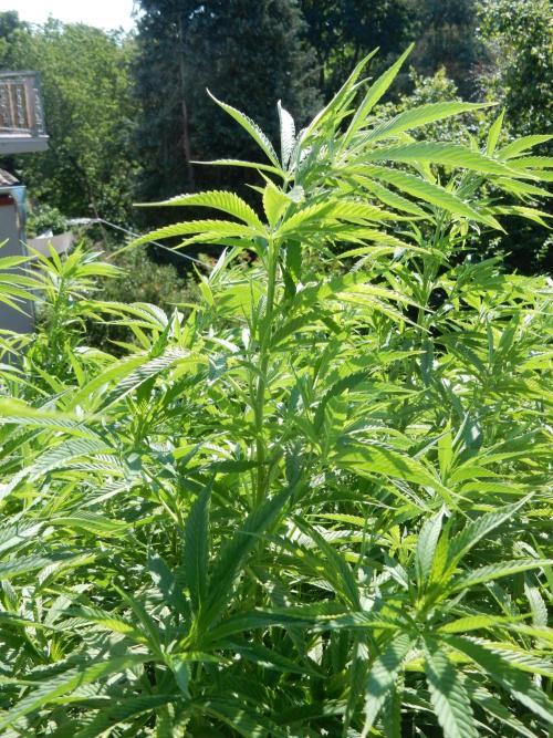 Fruit Bomb Punch Outdoor - 26. Week 16