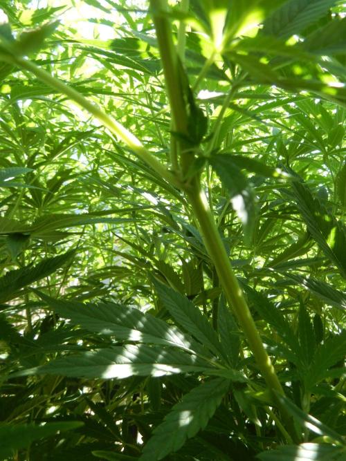 Fruit Bomb Punch Outdoor - 26. Week 16