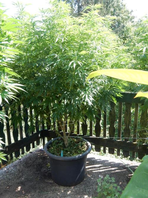 Fruit Bomb Punch Outdoor - 26. Week 16