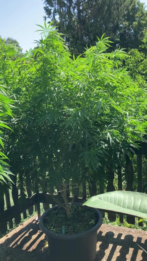 Fruit Bomb Punch Outdoor - 26