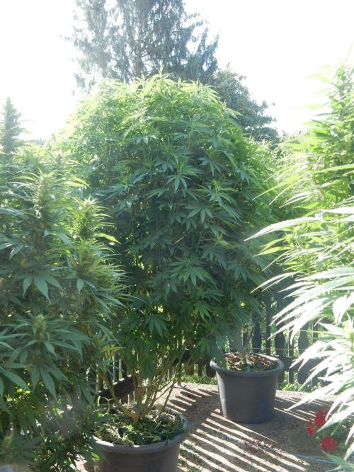 Blueberry - Outdoor 26. Week 17