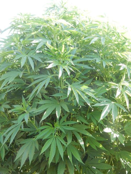 Blueberry - Outdoor 26. Week 17