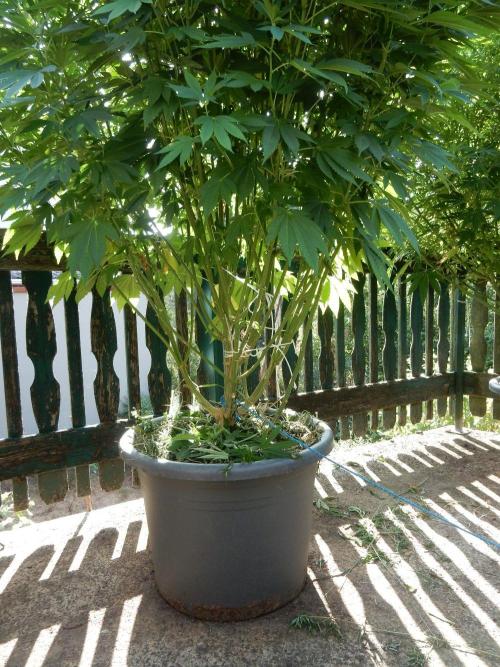 Blueberry - Outdoor 26. Week 17