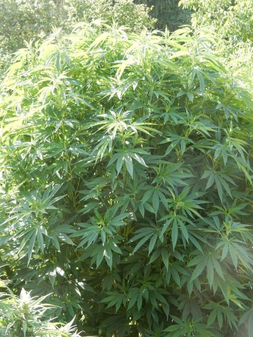 Blueberry - Outdoor 26. Week 17