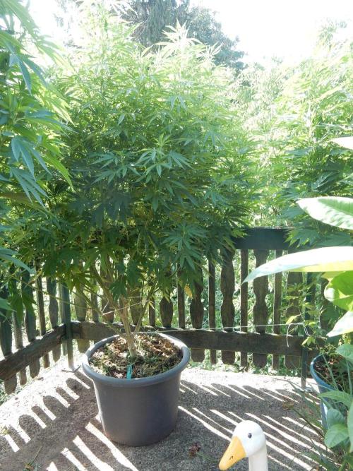Fruit Bomb Punch Outdoor - 26. Week 17