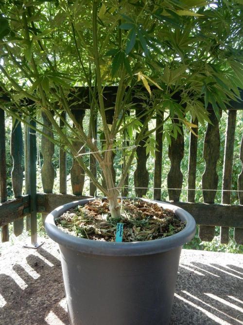 Fruit Bomb Punch Outdoor - 26. Week 17