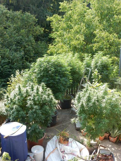 Blueberry - Outdoor 26. Week 18