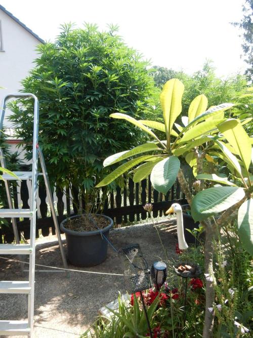 Blueberry - Outdoor 26. Week 18
