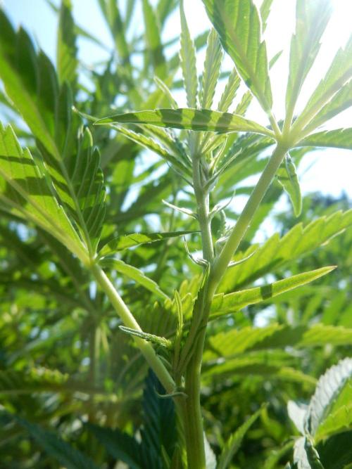 Fruit Bomb Punch Outdoor - 26. Week 18