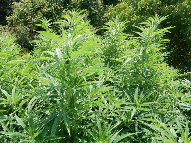 Fruit Bomb Punch Outdoor - 26. Week 18