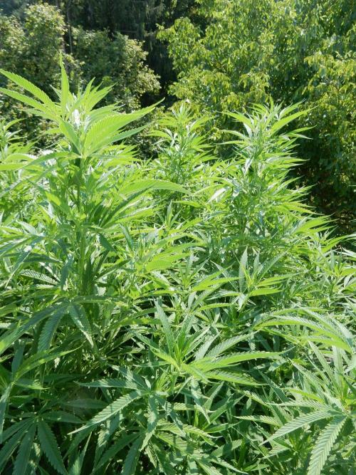 Fruit Bomb Punch Outdoor - 26. Week 18