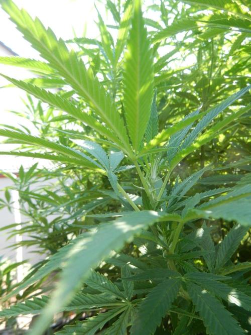 Fruit Bomb Punch Outdoor - 26. Week 18