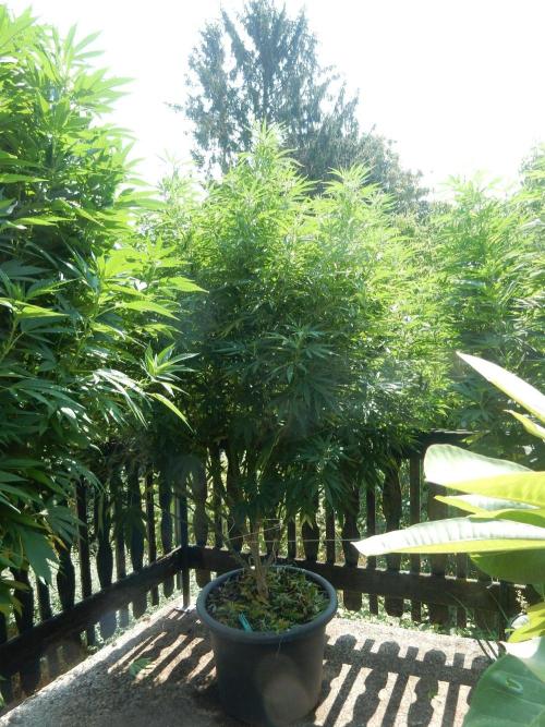 Fruit Bomb Punch Outdoor - 26. Week 18