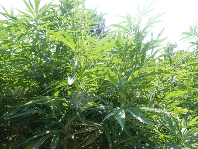 Fruit Bomb Punch Outdoor - 26. Week 18