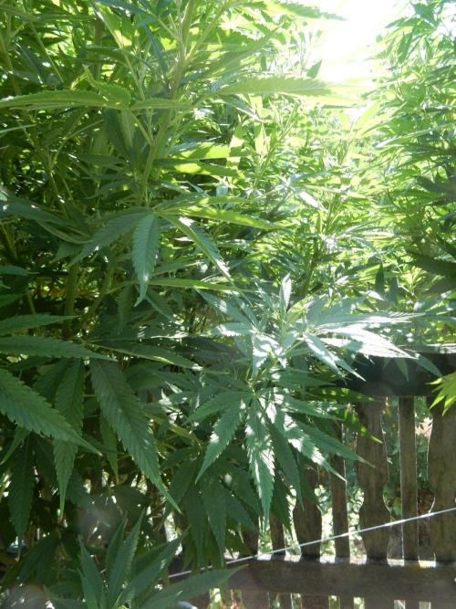 Fruit Bomb Punch Outdoor - 26. Week 18