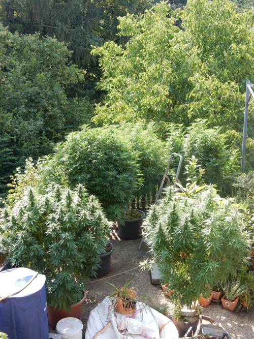 Fruit Bomb Punch Outdoor - 26. Week 18