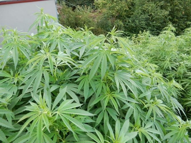 Blueberry - Outdoor 26. Week 19
