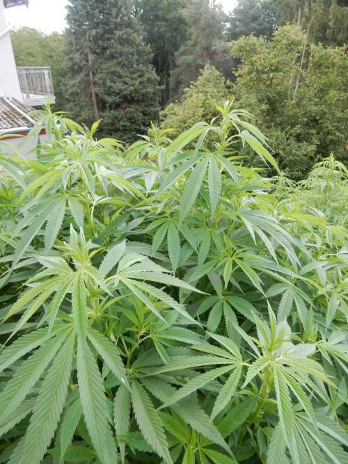 Blueberry - Outdoor 26. Week 19