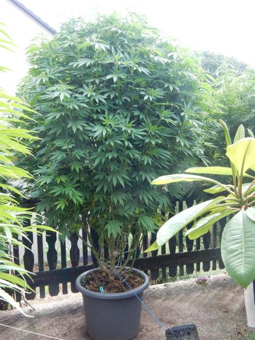 Blueberry - Outdoor 26. Week 19