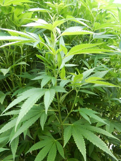 Blueberry - Outdoor 26. Week 19