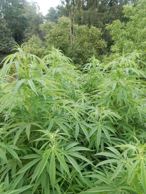 Fruit Bomb Punch Outdoor - 26. Week 19