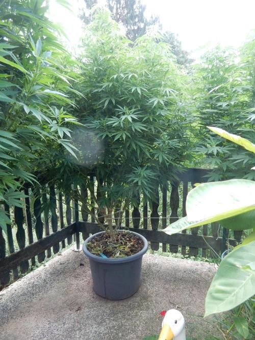 Fruit Bomb Punch Outdoor - 26. Week 19