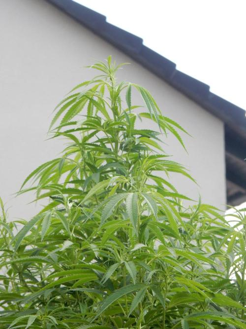 Fruit Bomb Punch Outdoor - 26. Week 19