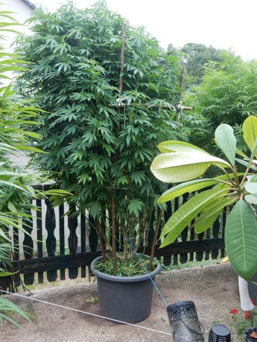 Blueberry - Outdoor 26. Week 20