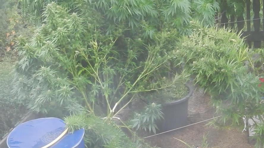 Blueberry - Outdoor 26