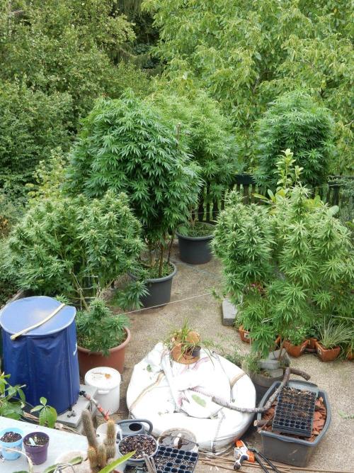 Fruit Bomb Punch Outdoor - 26. Week 20