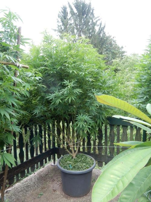 Fruit Bomb Punch Outdoor - 26. Week 20