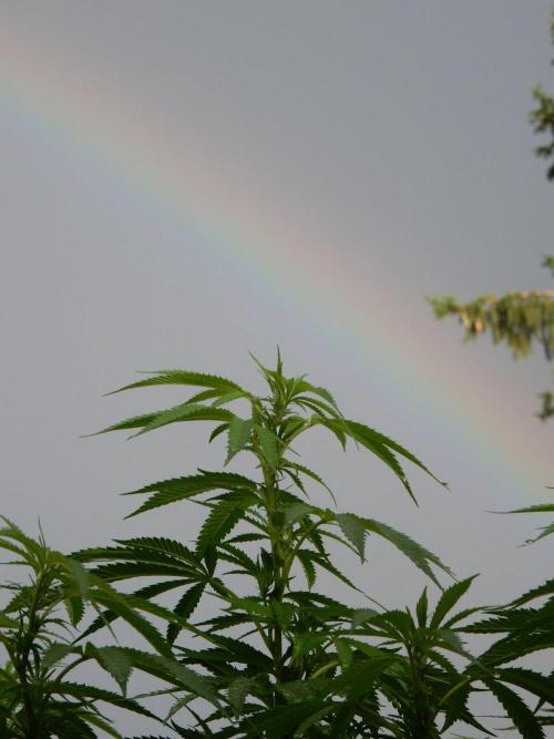 Jimmy went to the rainbow. Week 18
