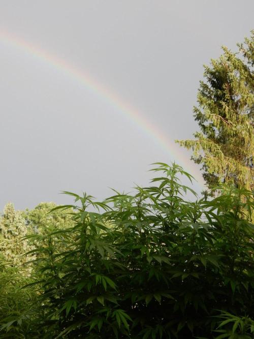 Jimmy went to the rainbow. Week 18