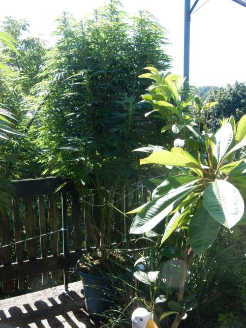 Blueberry - Outdoor 26. Week 21