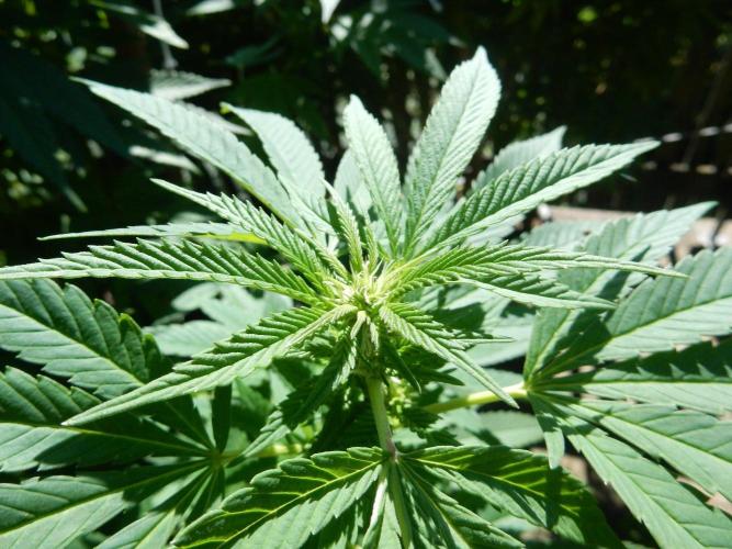 Blueberry - Outdoor 26. Week 21