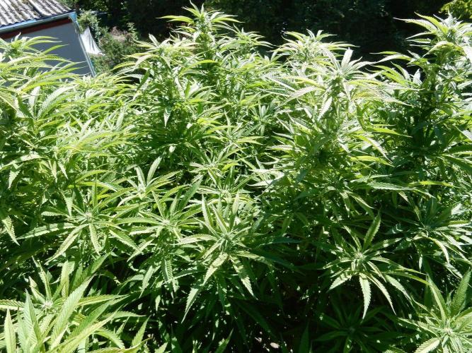 Fruit Bomb Punch Outdoor - 26. Week 21