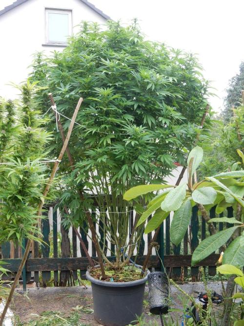 Blueberry - Outdoor 26. Week 22